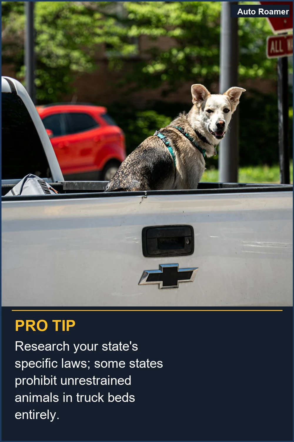 Research your state's specific laws; some states prohibit unrestrained animals in truck beds entirely.