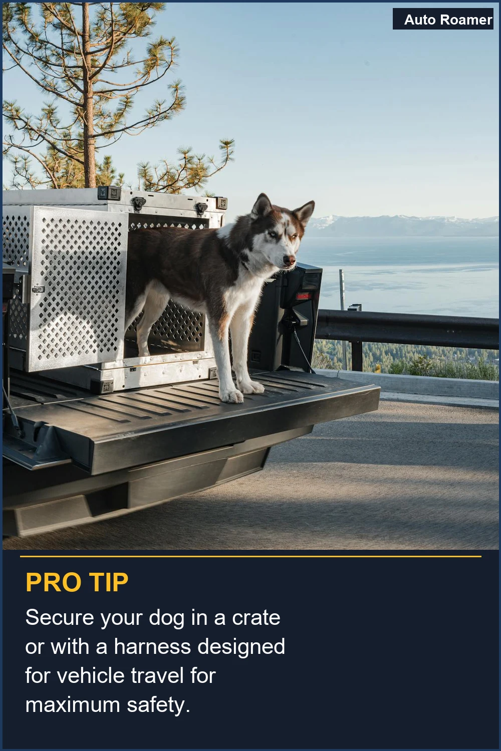 Secure your dog in a crate or with a harness designed for vehicle travel for maximum safety.