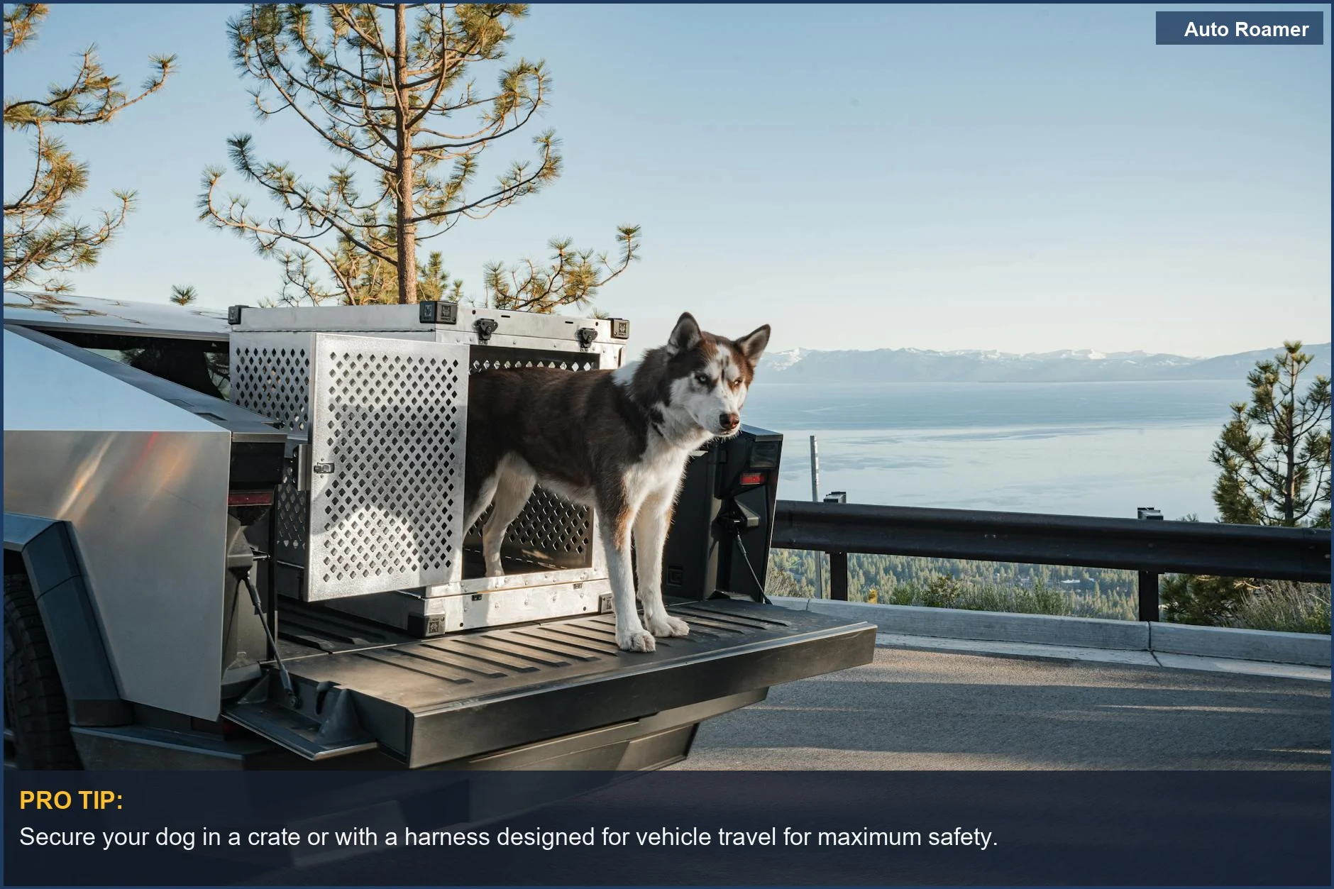 Siberian Husky in a crate on a Cybertruck near Lake Tahoe, showcasing legal dog transport options.