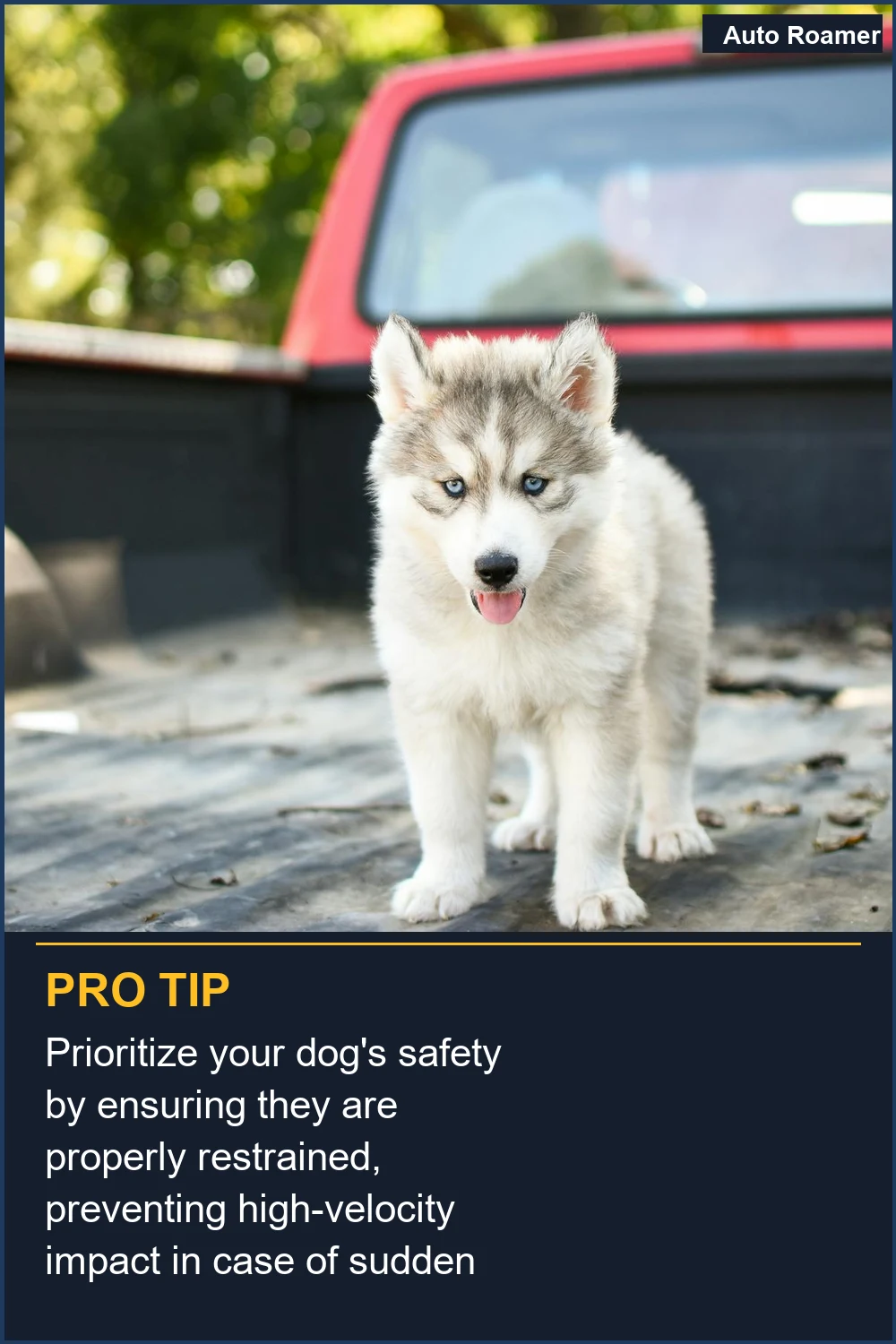 Prioritize your dog's safety by ensuring they are properly restrained, preventing high-velocity impact in case of sudden stops.