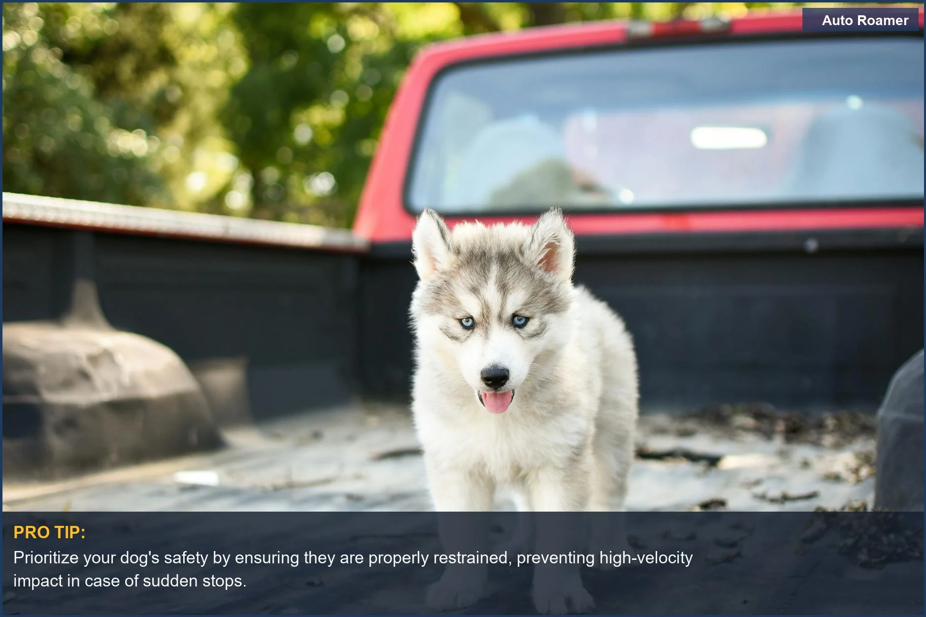 Siberian Husky puppy with blue eyes in a truck bed, emphasizing safe dog in truck bed legal requirements.