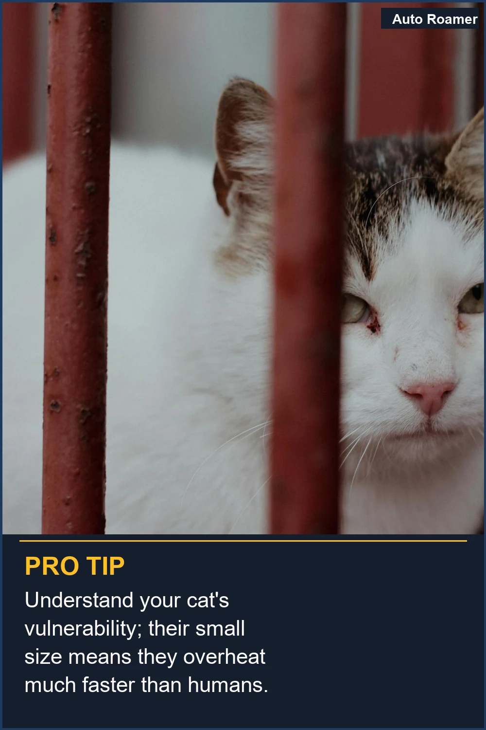 Understand your cat's vulnerability; their small size means they overheat much faster than humans.