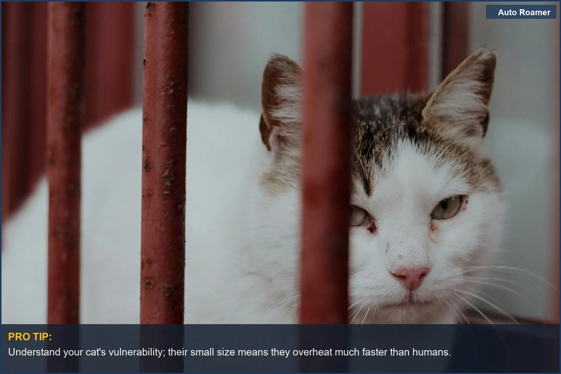 Sad tabby cat behind bars, emphasizing the distress of being confined in a vehicle.