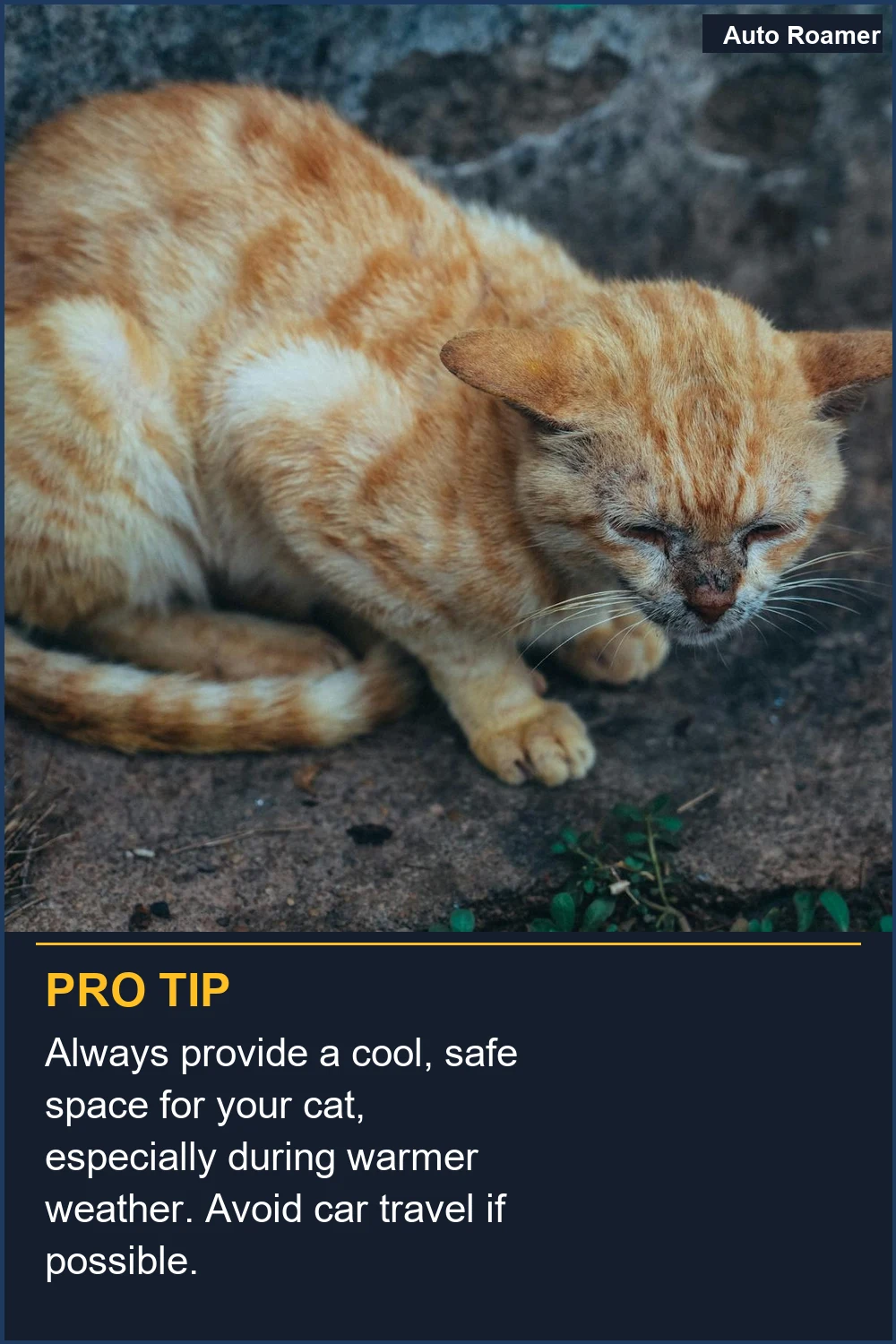 Always provide a cool, safe space for your cat, especially during warmer weather. Avoid car travel if possible.