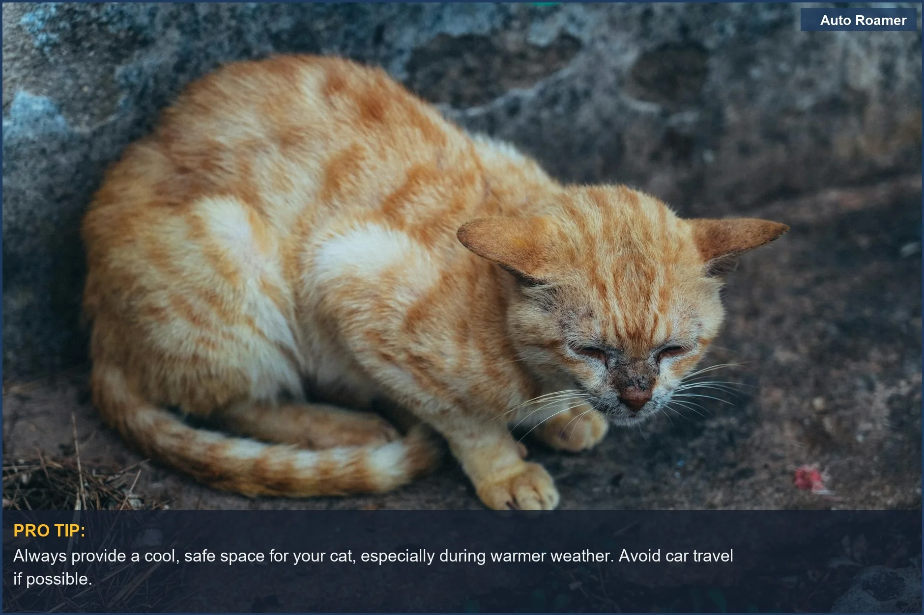Ginger cat resting outdoors, reminding us of a cat's need for safe, cool environments.