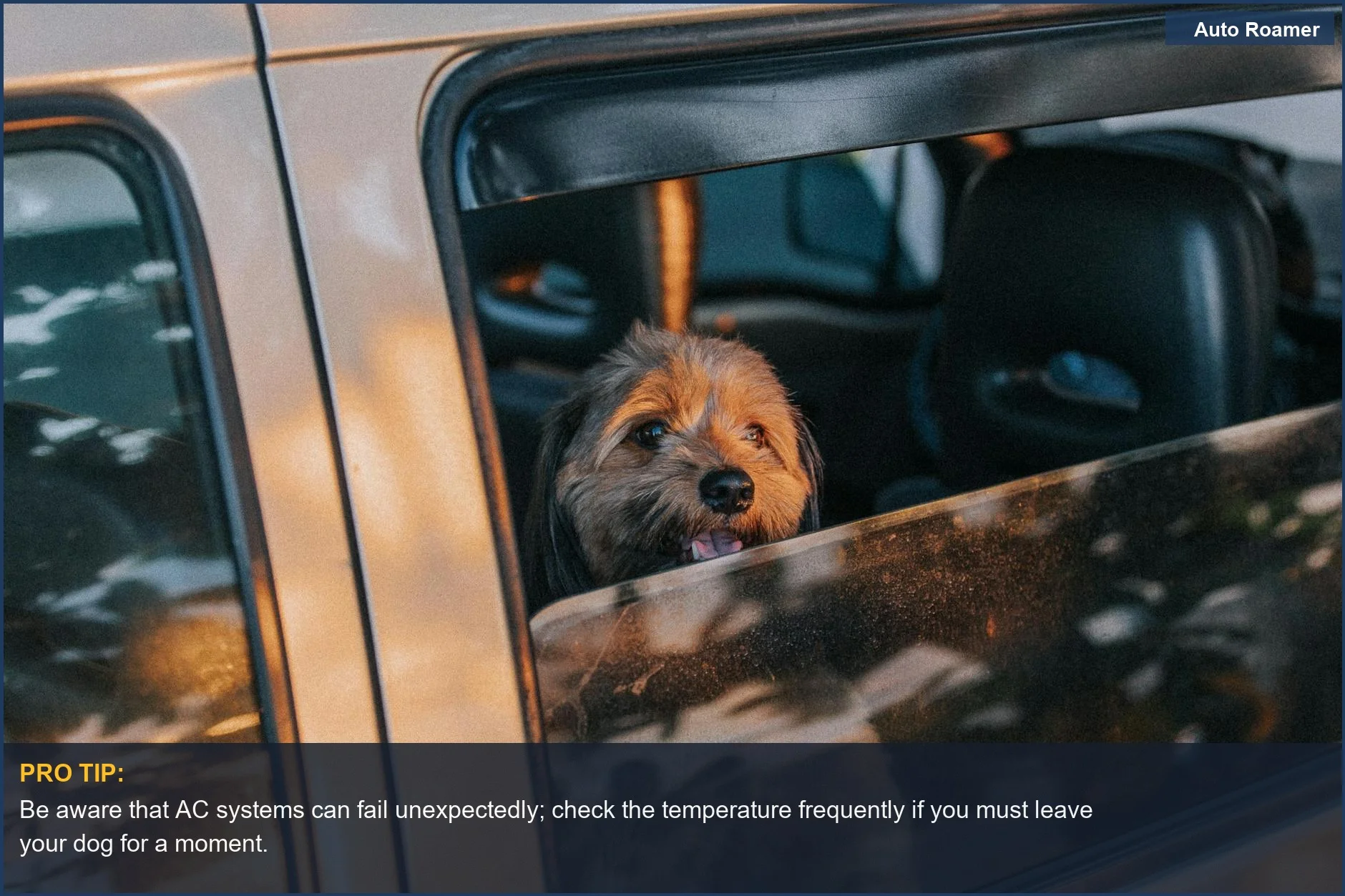 Cute dog looks out car window enjoying sun, but underscores the vital question: can you leave dog in car with AC running?