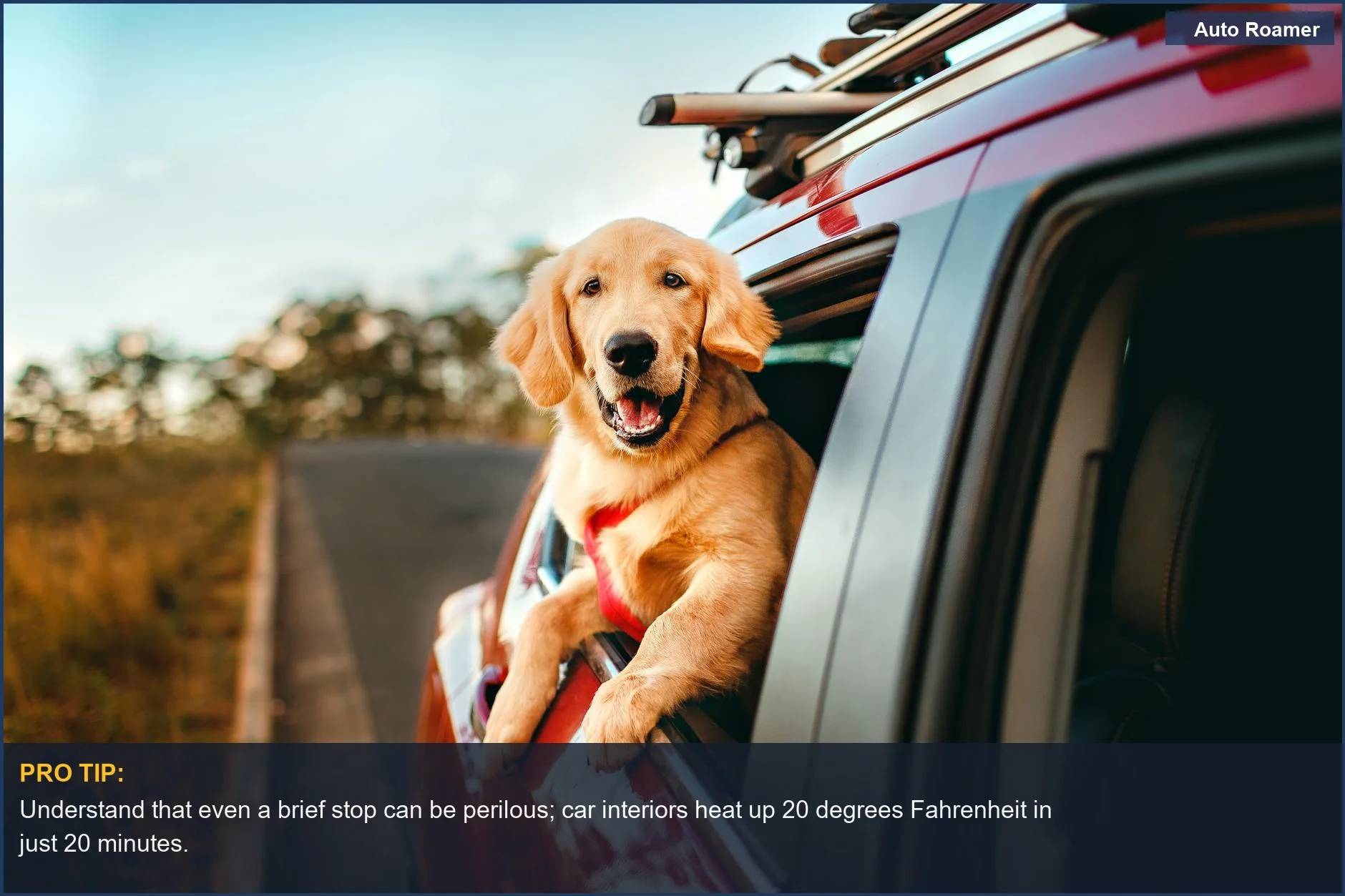 Happy golden retriever enjoys a countryside car ride, but still stresses the dangers of leaving pets in cars.