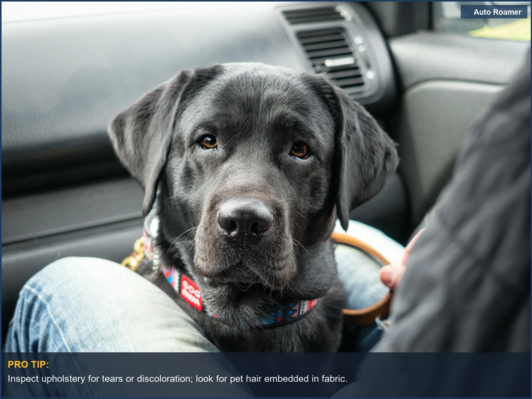 Black Labrador retriever in car, considering pet damage in used car history reports.