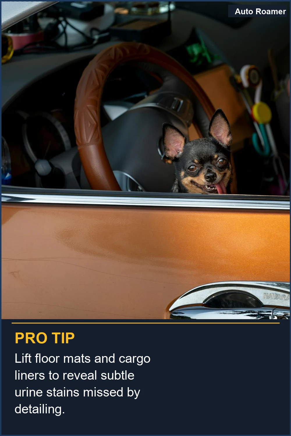 Lift floor mats and cargo liners to reveal subtle urine stains missed by detailing.