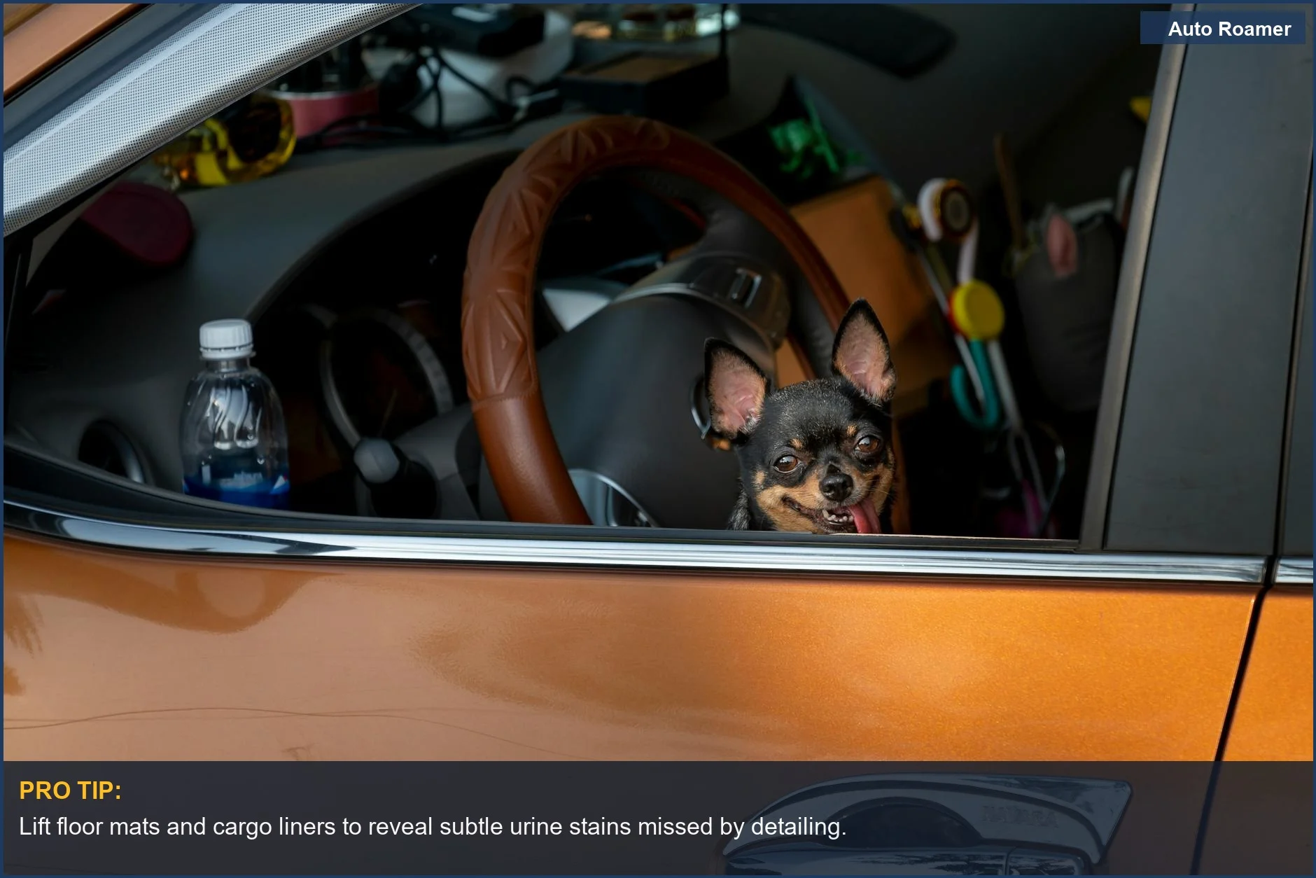 Chihuahua looking out car window, a clue to hidden pet stains in used vehicles.