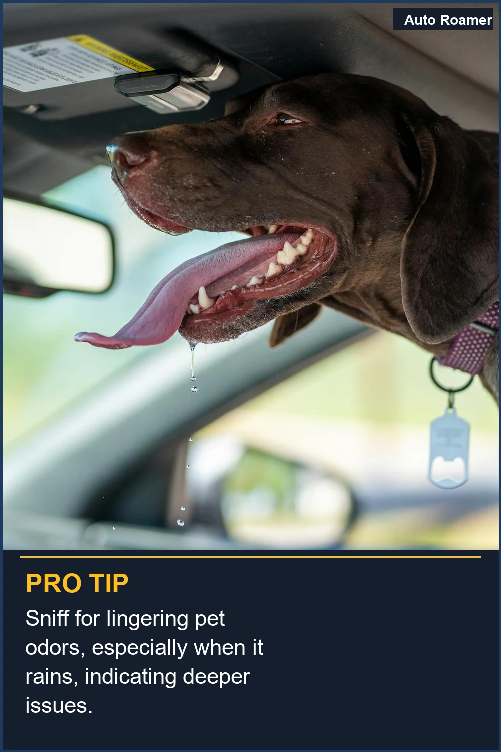 Sniff for lingering pet odors, especially when it rains, indicating deeper issues.