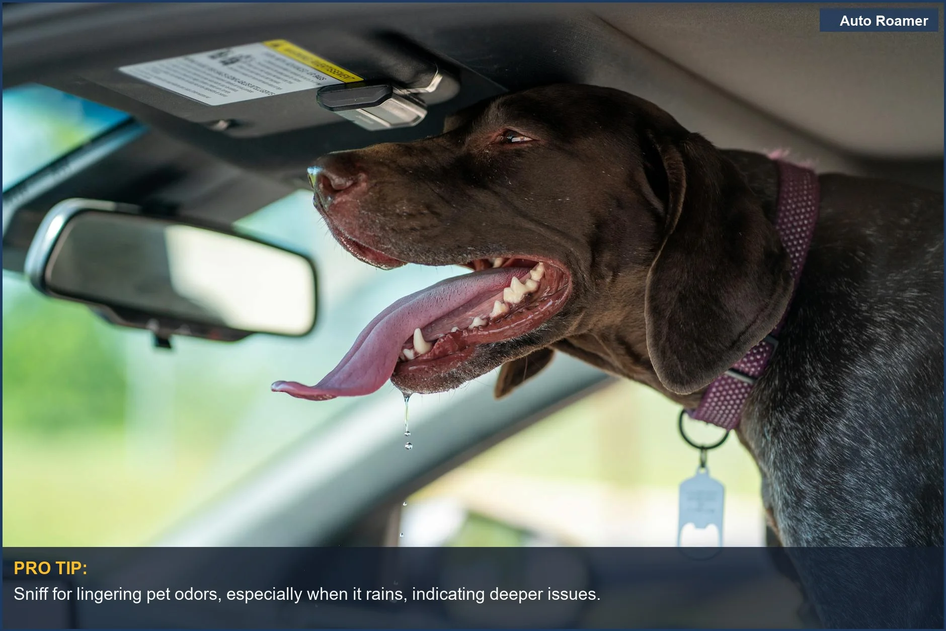 German Shorthaired Pointer drooling in a car, a warning for pet odors in used cars.