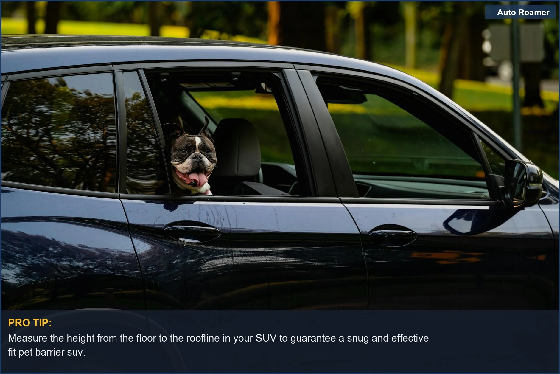 Boston Terrier peeking from a sleek black car window, emphasizing tailored fit for luxury vehicles.