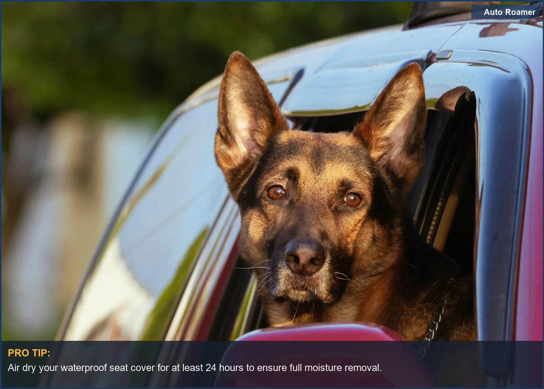 Belgian Shepherd in a red SUV, emphasizing the importance of cleaning waterproof covers after pet travel.