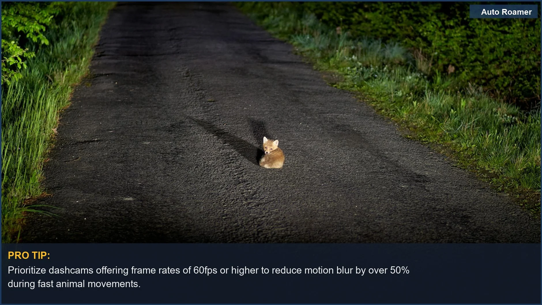 Fox cub on a rural road at night, perfect for wildlife recording with advanced dashcam features.