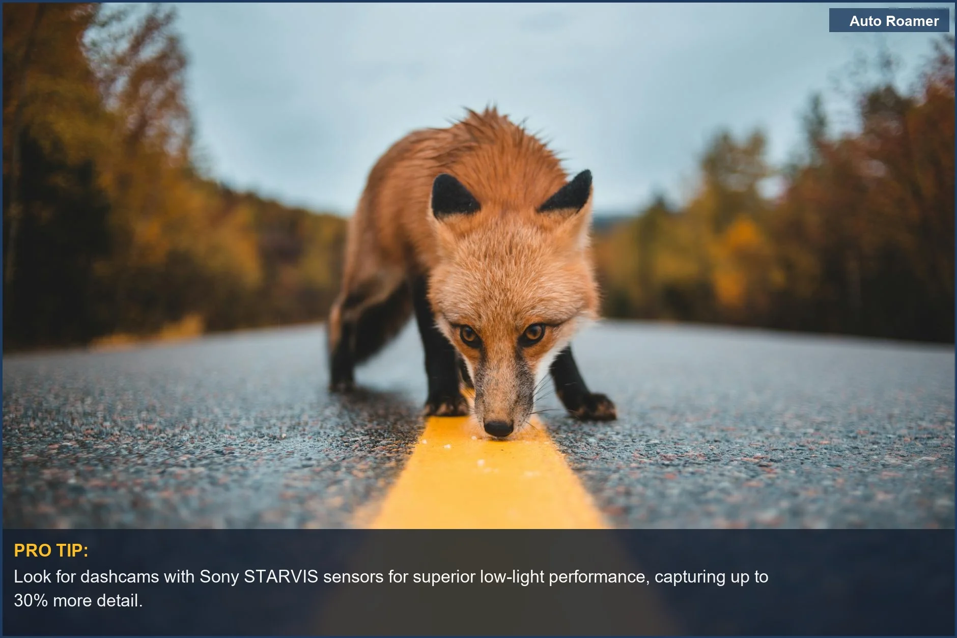 Red fox at night on a road, ideal for dashcam night vision wildlife recording.