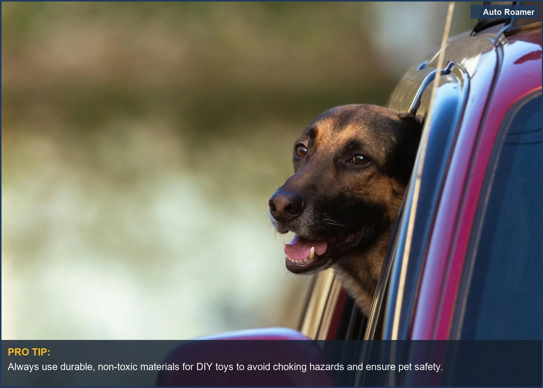 Belgian Shepherd relishes the wind in its fur, highlighting the importance of safe DIY pet travel enrichment toys.