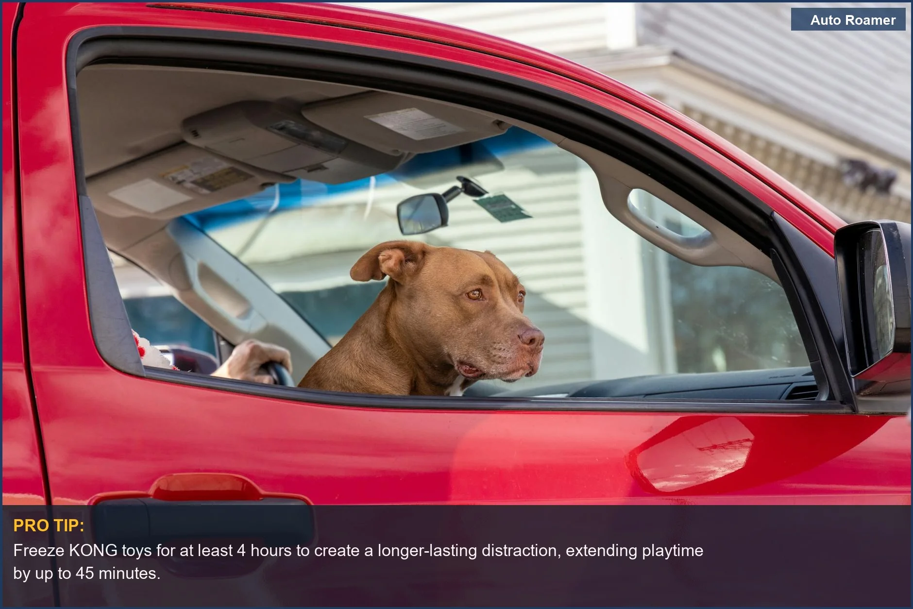 Curious dog in a red truck, ready for adventure with DIY pet travel enrichment toys for extended car trips.