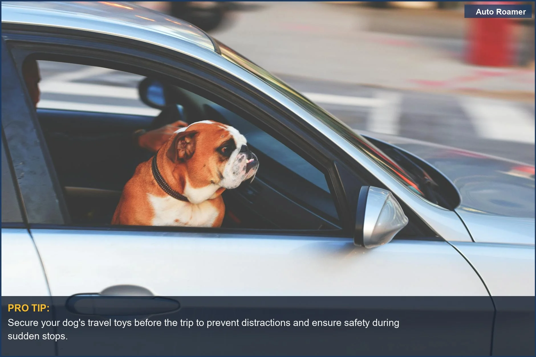 English Bulldog enjoys a scenic city drive, a perfect companion for DIY pet travel enrichment toys on long journeys.