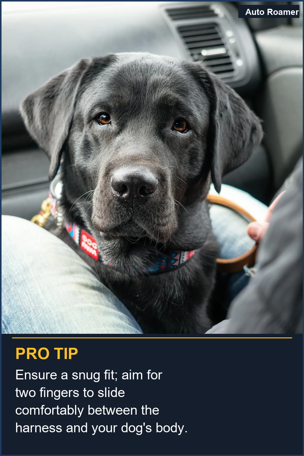 Ensure a snug fit; aim for two fingers to slide comfortably between the harness and your dog's body.