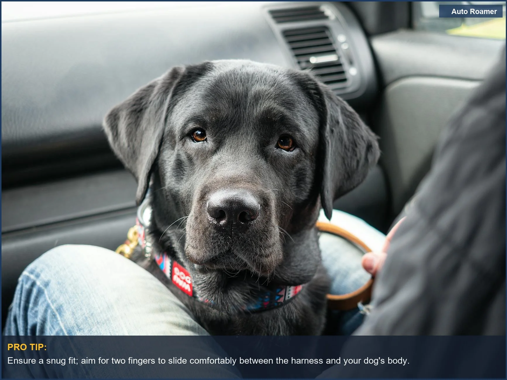 Adorable black Labrador retriever sitting in a car, emphasizing dog harness comfort for travel.