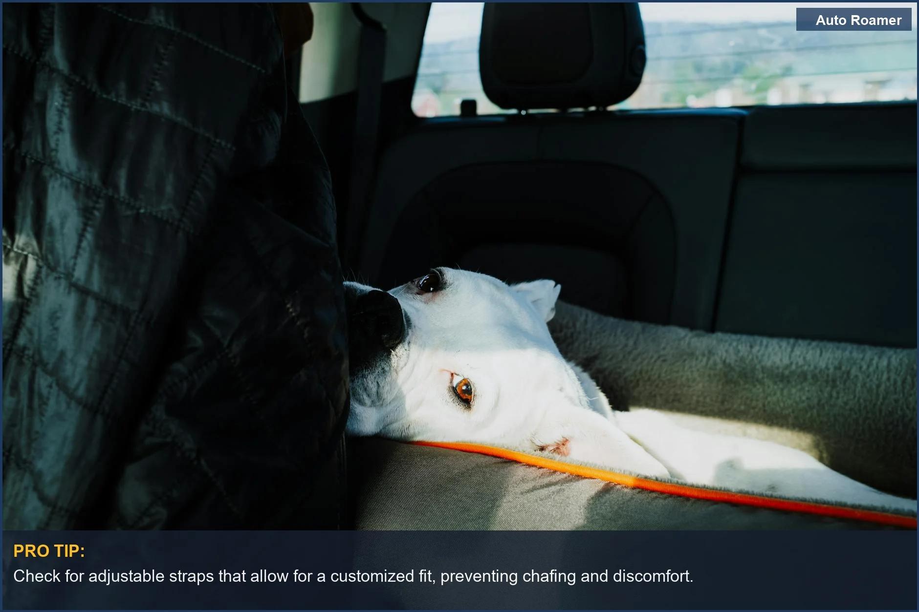 White dog resting peacefully in a car backseat, illustrating safe travel with a dog harness.