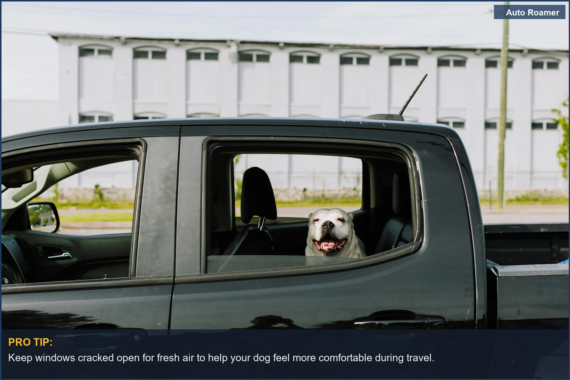 Smiling Boston Terrier enjoying a sunny ride in a pickup truck, demonstrating happy travel.