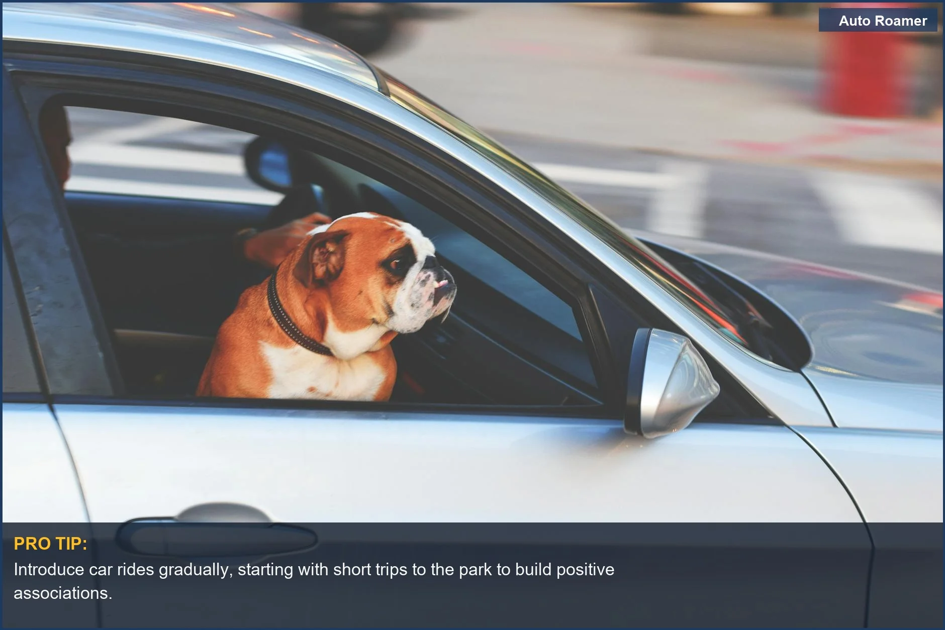 English Bulldog looking out car window, a common sight for dogs experiencing car sickness.
