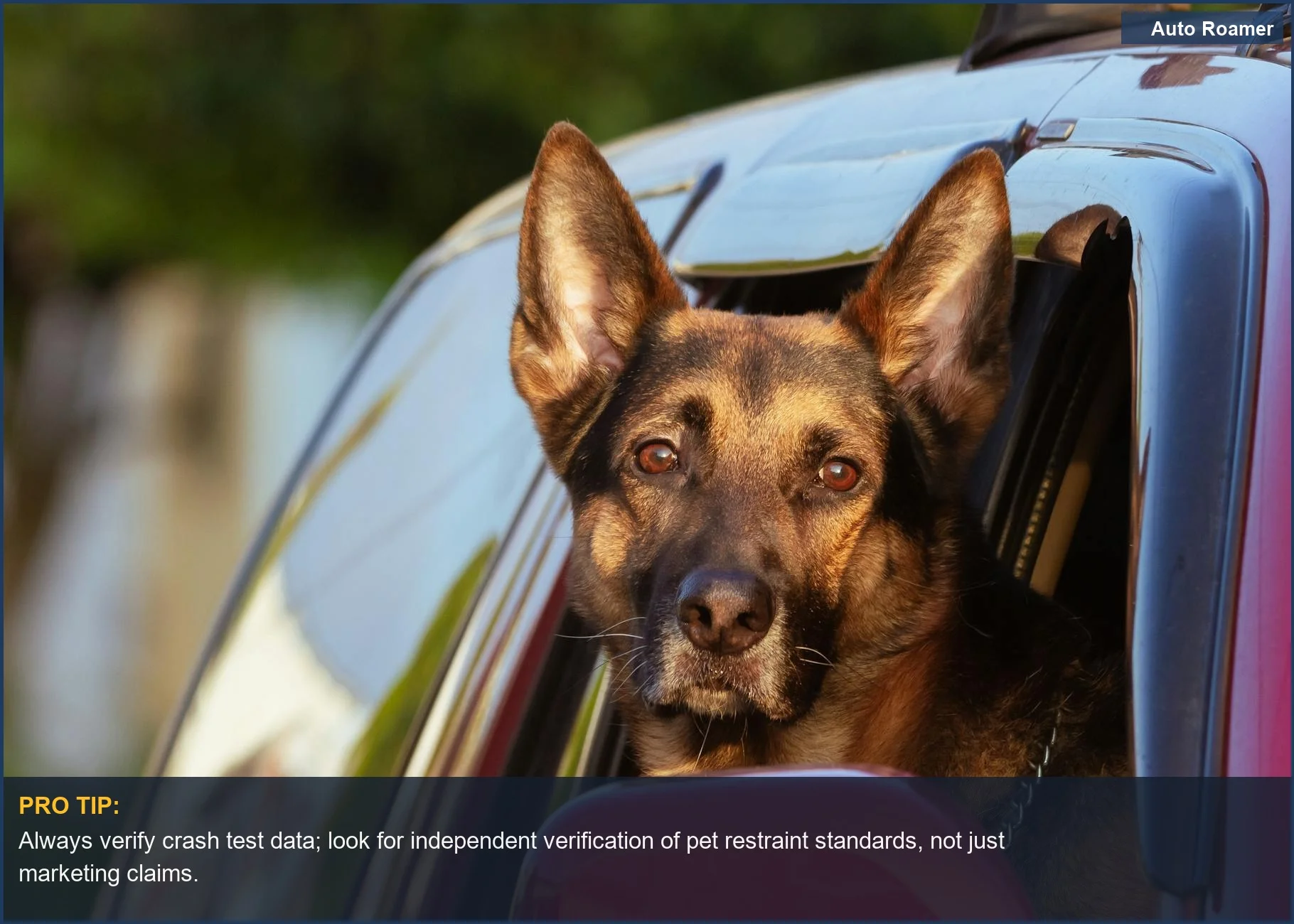 Belgian Shepherd looks alert from an SUV, emphasizing the need for car safety for dogs and robust pet restraint standards.