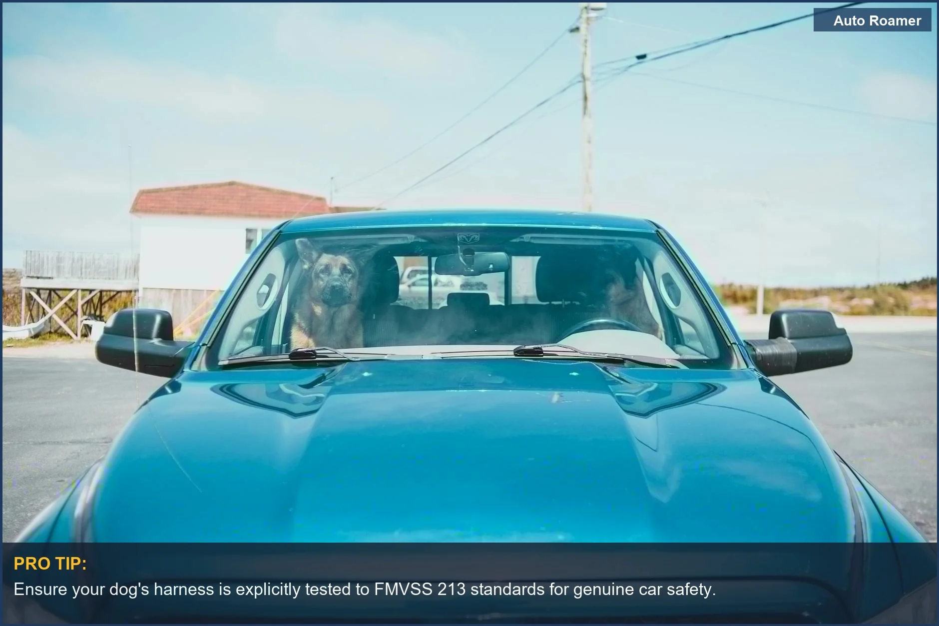 Dog securely seated in a car, understanding dog harness crash tested ratings is crucial for vehicle safety.