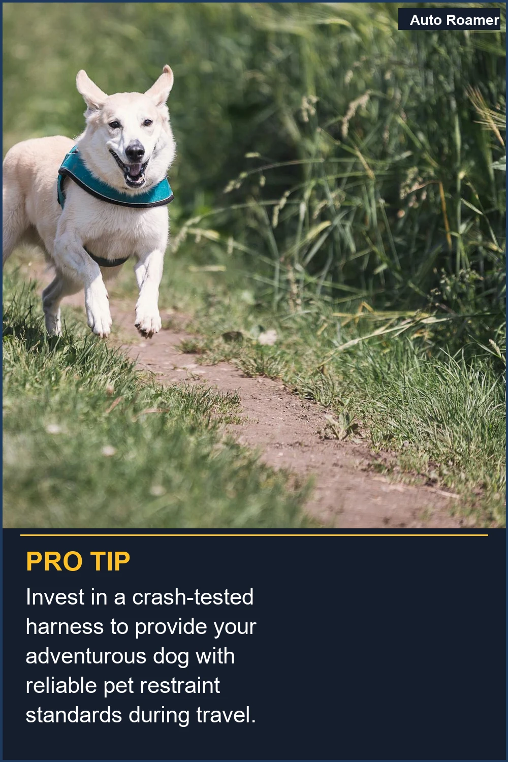 Invest in a crash-tested harness to provide your adventurous dog with reliable pet restraint standards during travel.