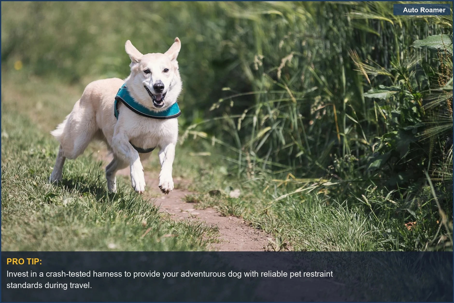 Happy dog wearing a blue harness enjoys a walk, demonstrating the freedom pets deserve with proper car safety.