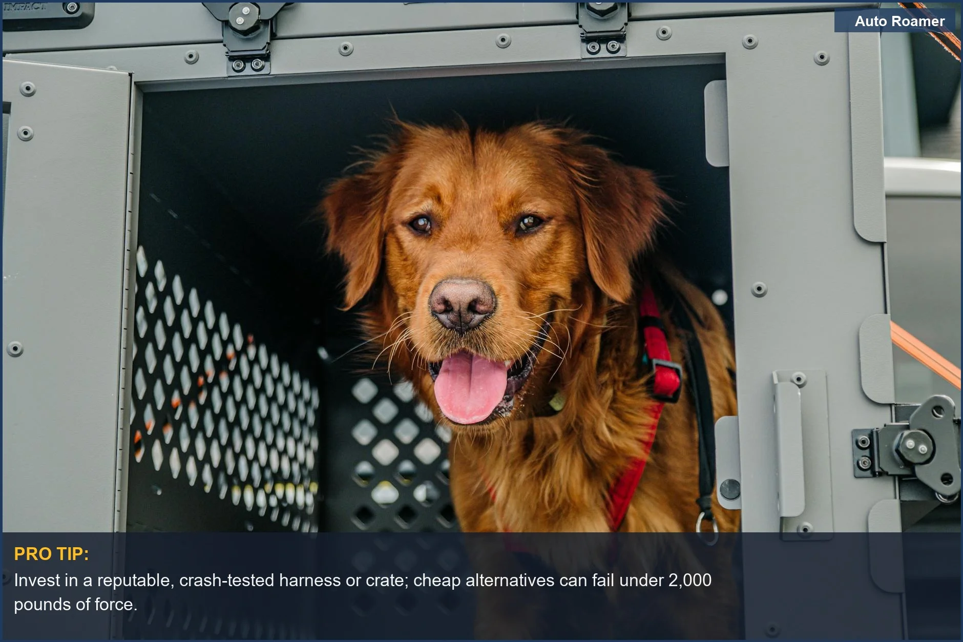 Golden Retriever secured in a crash-tested dog crate for enhanced pet seat belt safety.