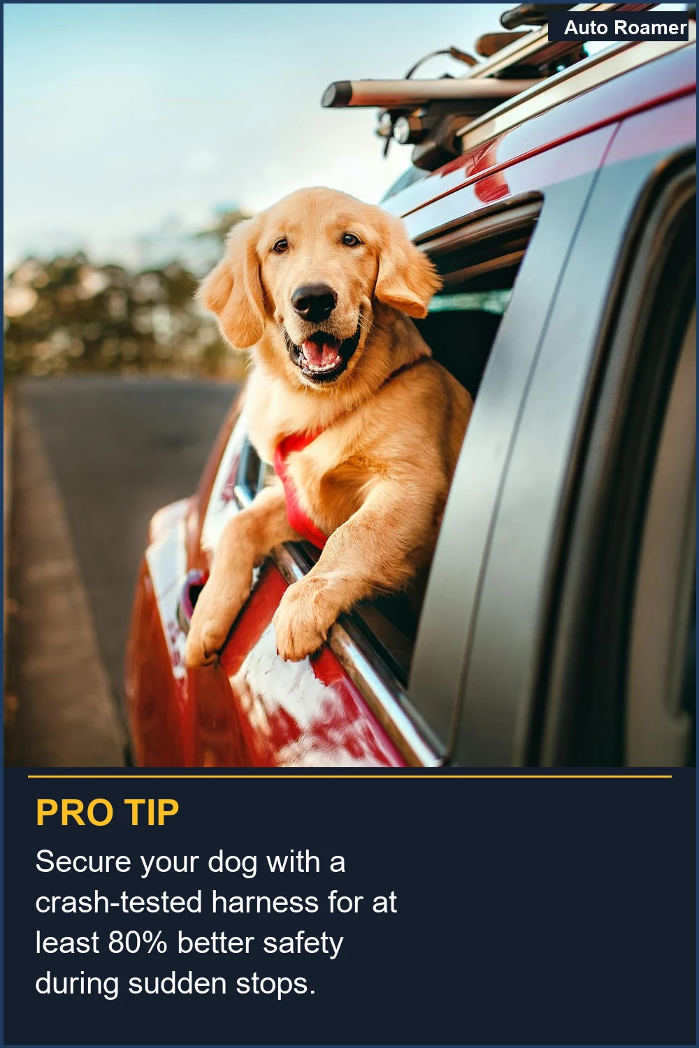 Secure your dog with a crash-tested harness for at least 80% better safety during sudden stops.