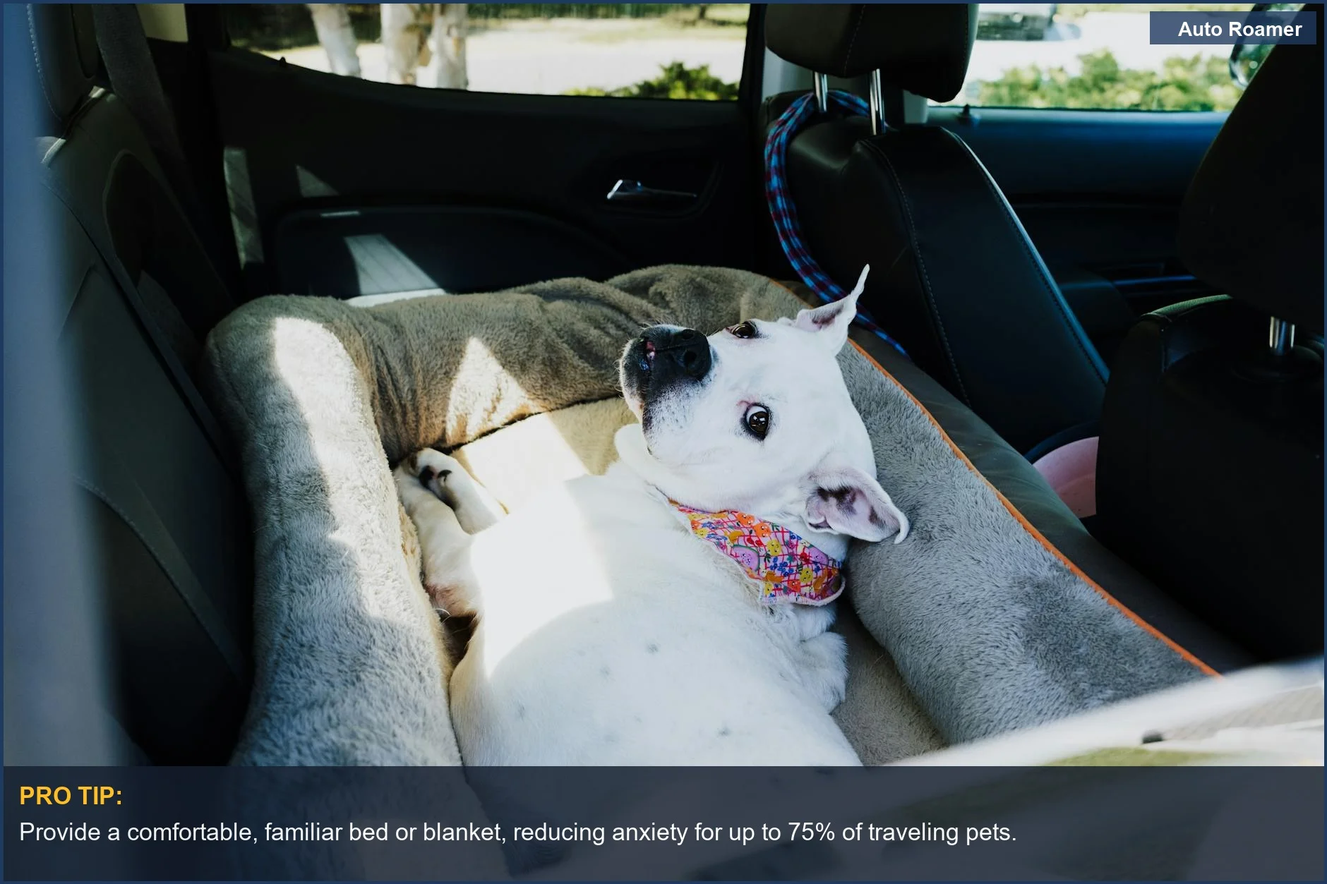 Relaxed white dog resting on a soft bed in a car backseat, part of a pet travel checklist.
