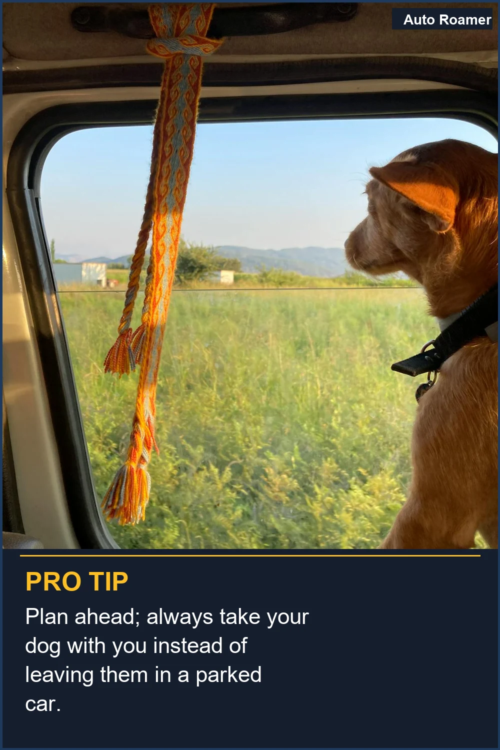 Plan ahead; always take your dog with you instead of leaving them in a parked car.