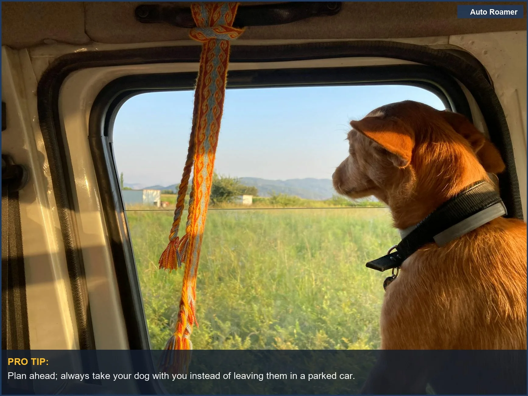 Dog looking out of a car at a sunny field; safe practices for dogs in hot weather.