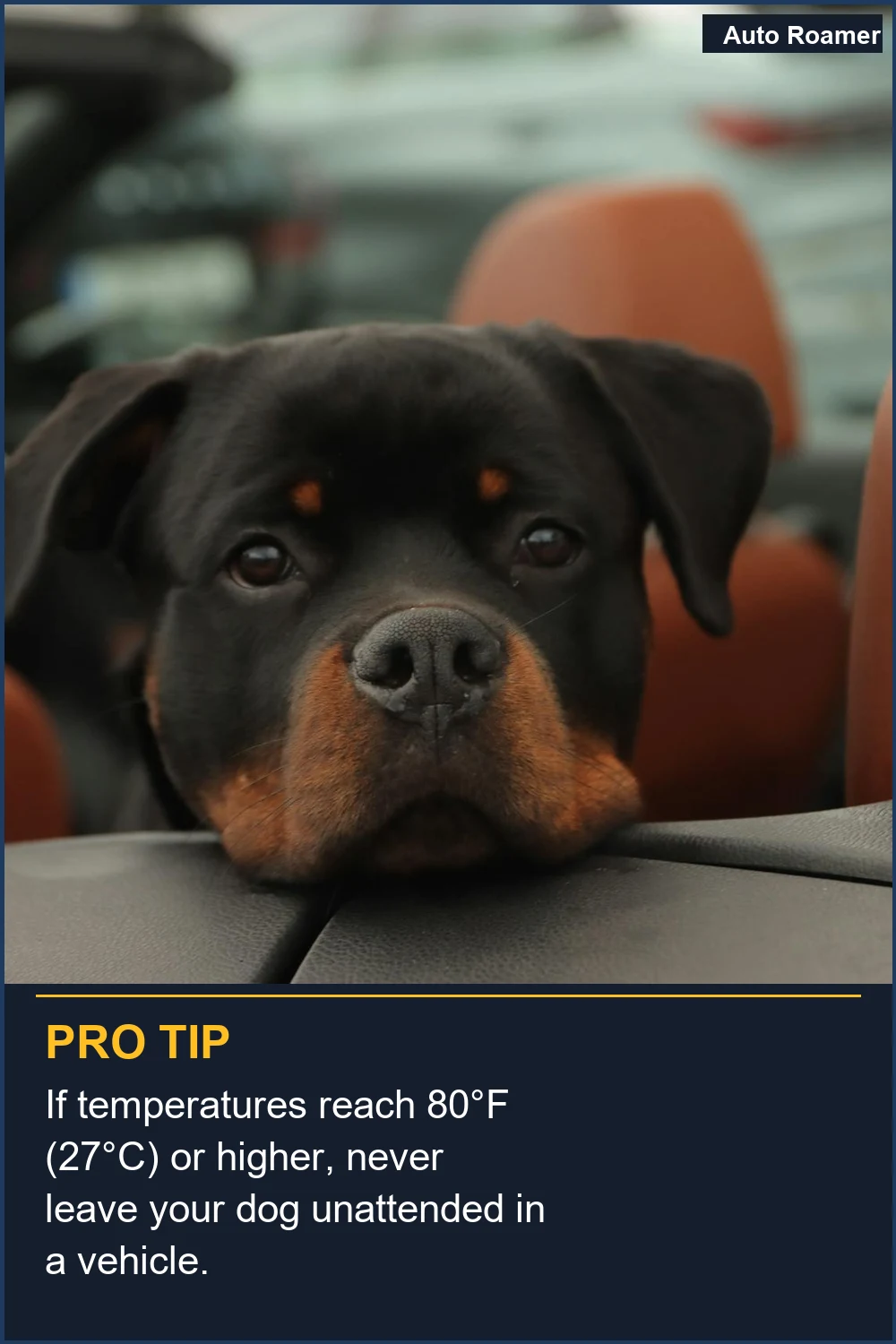 If temperatures reach 80°F (27°C) or higher, never leave your dog unattended in a vehicle.