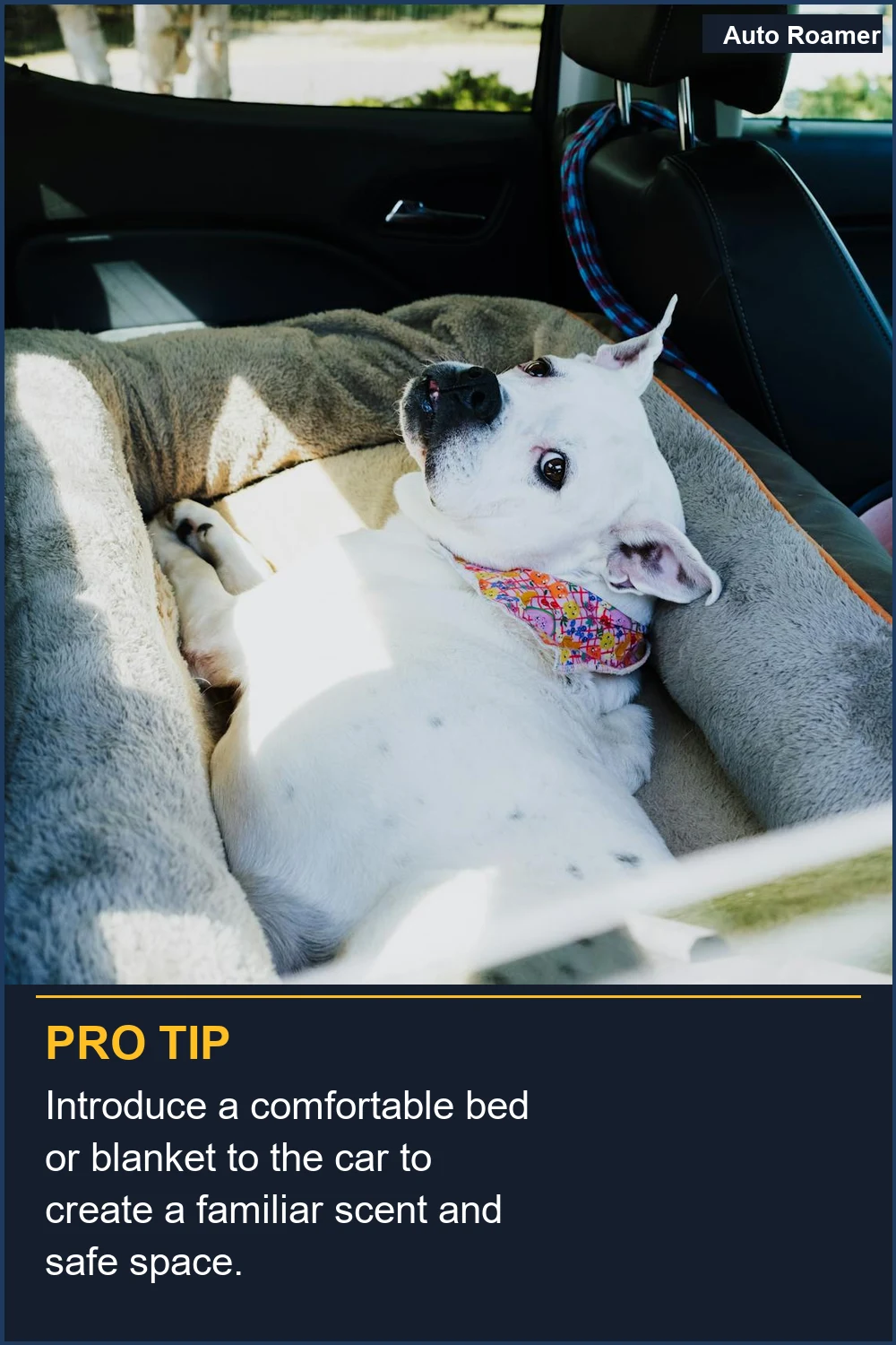Introduce a comfortable bed or blanket to the car to create a familiar scent and safe space.