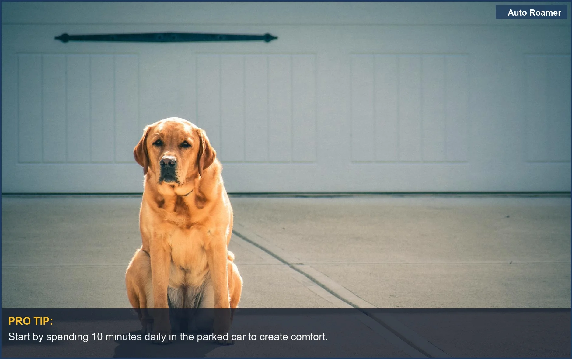Golden Labrador Retriever sitting calmly in sunlight, perfect for reducing dog car anxiety.