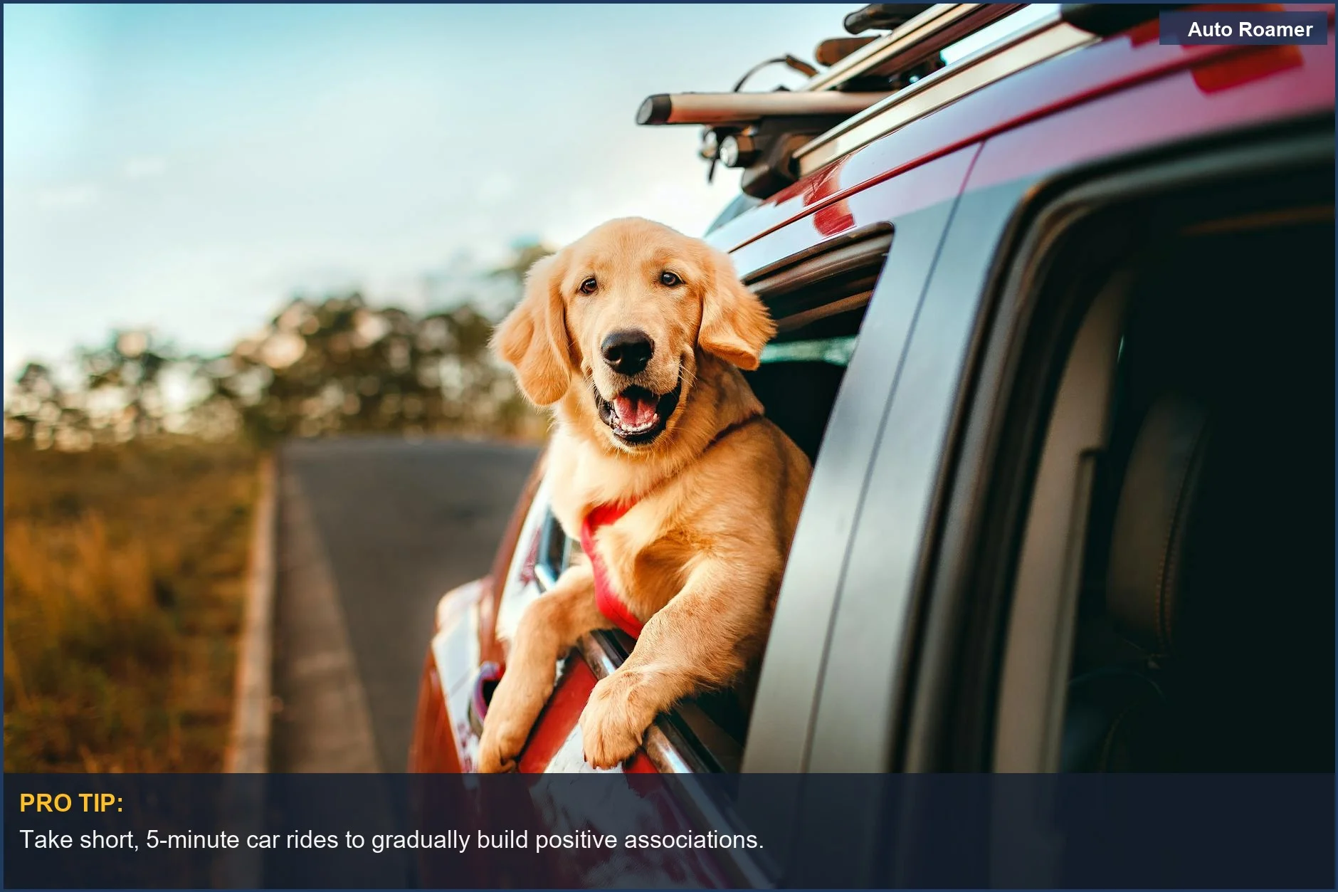 Happy golden retriever enjoying a scenic car ride, indicating the joy of overcoming dog car anxiety.