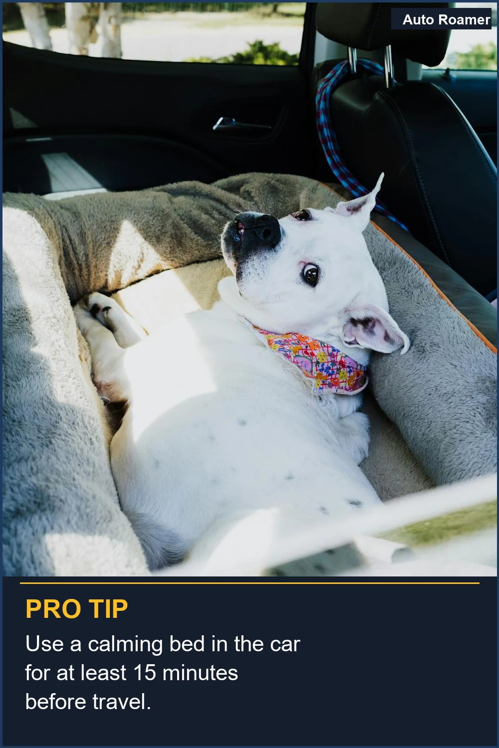 Use a calming bed in the car for at least 15 minutes before travel.