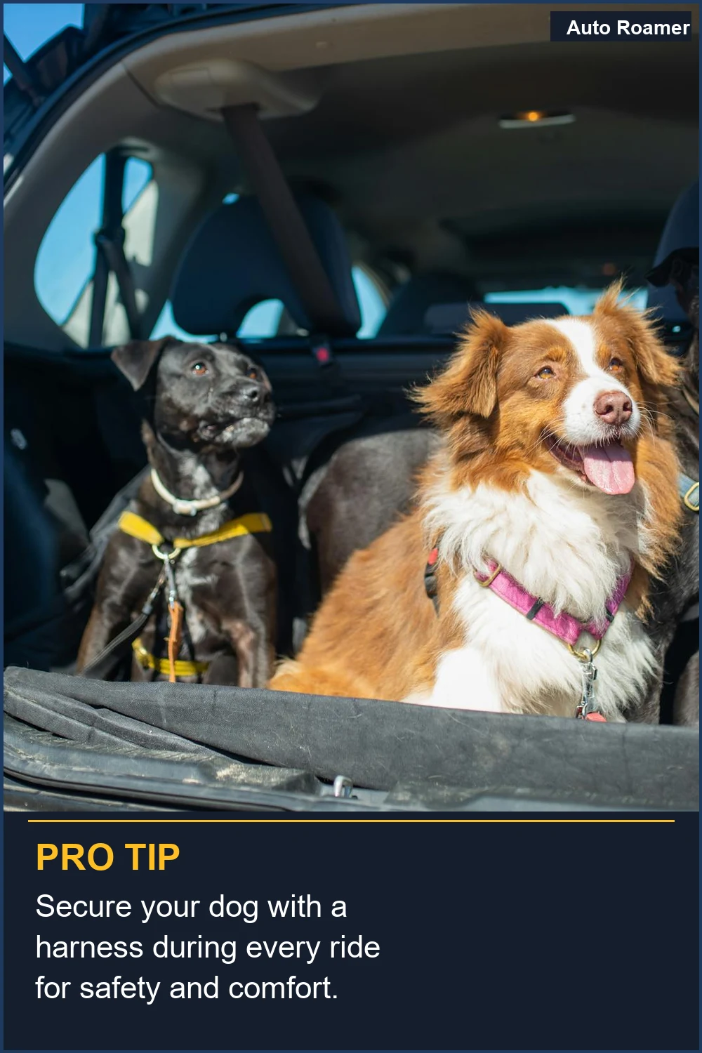 Secure your dog with a harness during every ride for safety and comfort.