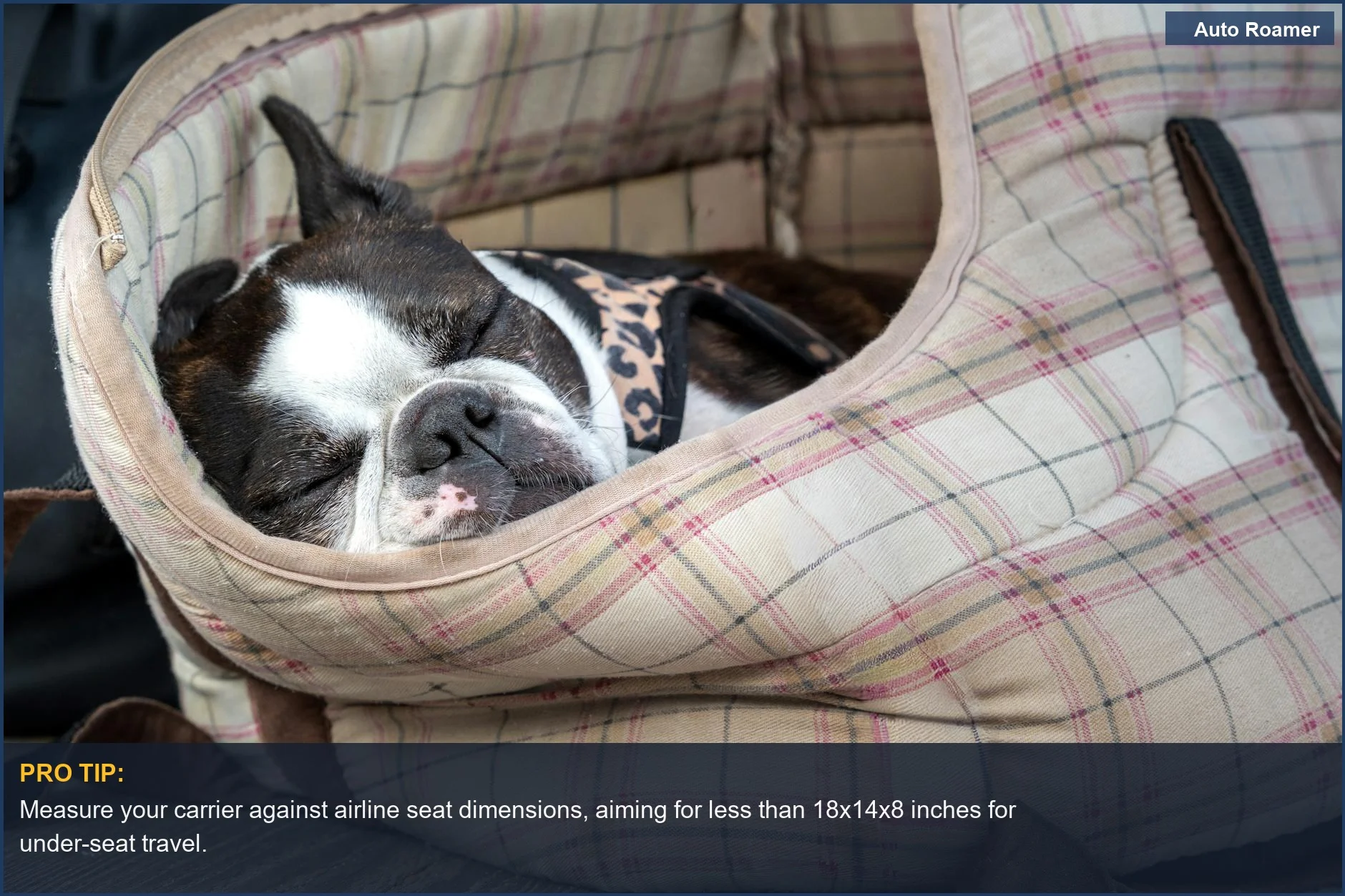 Cute Boston Terrier sleeping peacefully in a checkered pet travel crate, highlighting proper dimensions for comfort.