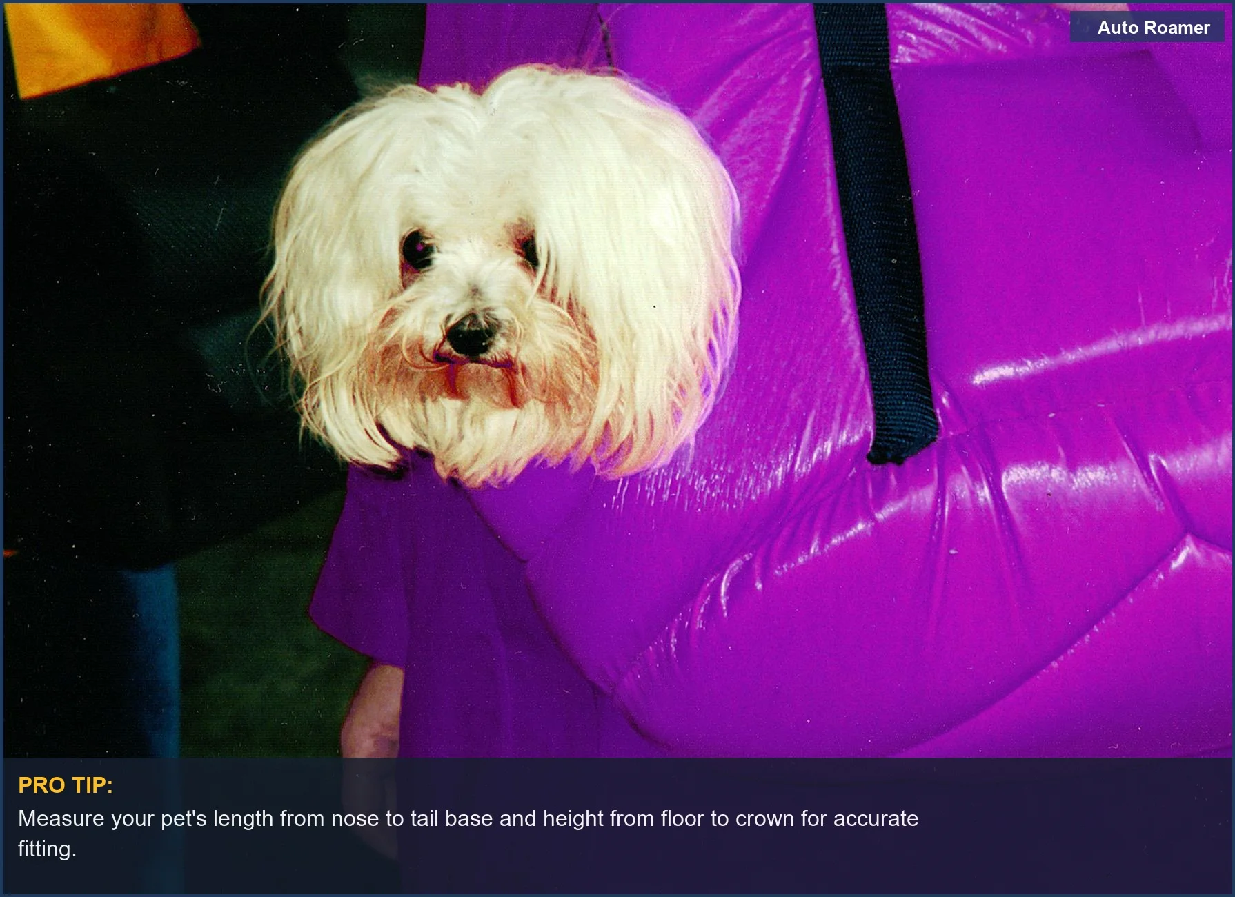 Curious white dog peeking out of a vibrant purple pet carrier, emphasizing the importance of the right cat travel carrier dimensions.