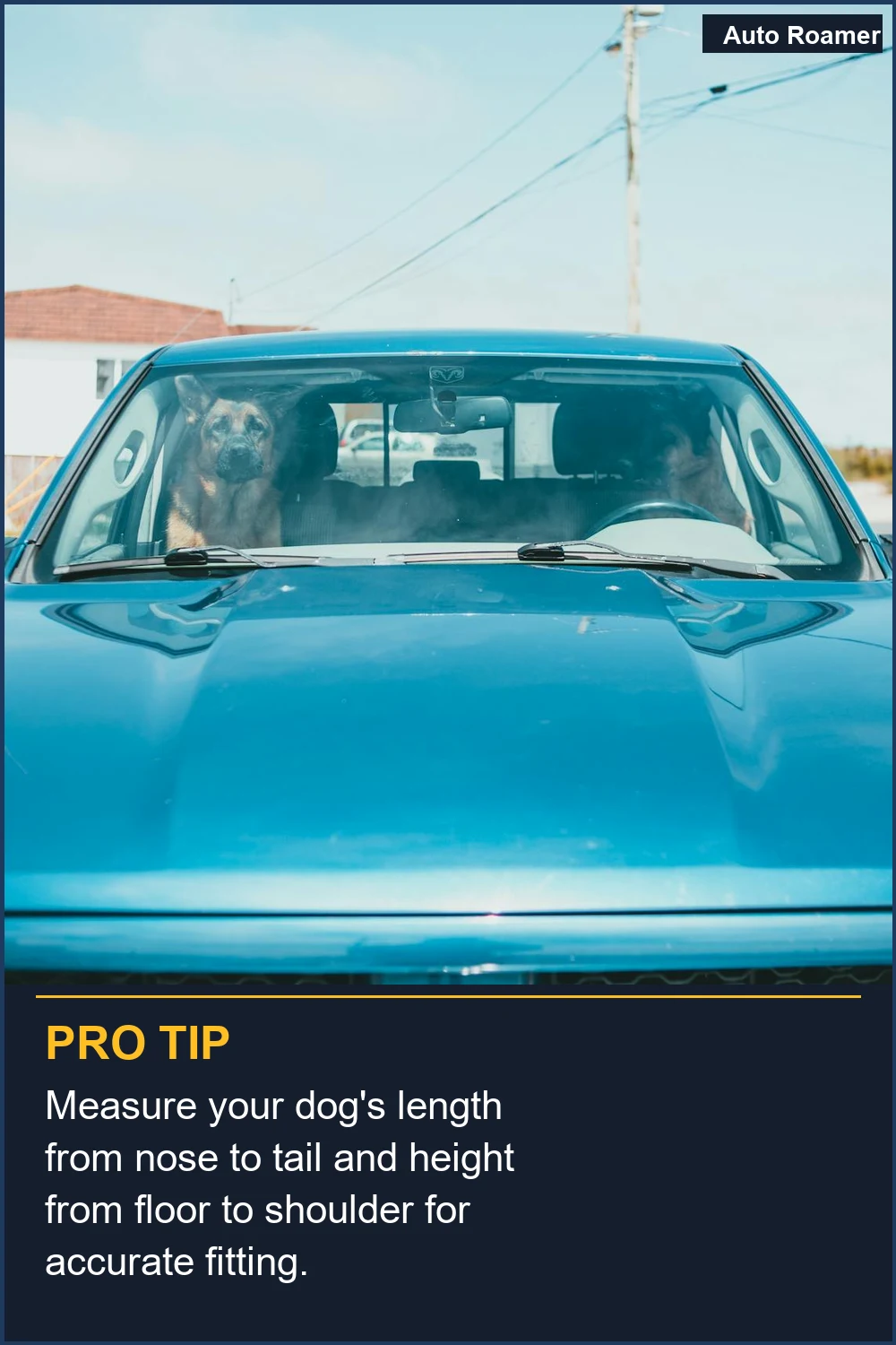 Measure your dog's length from nose to tail and height from floor to shoulder for accurate fitting.