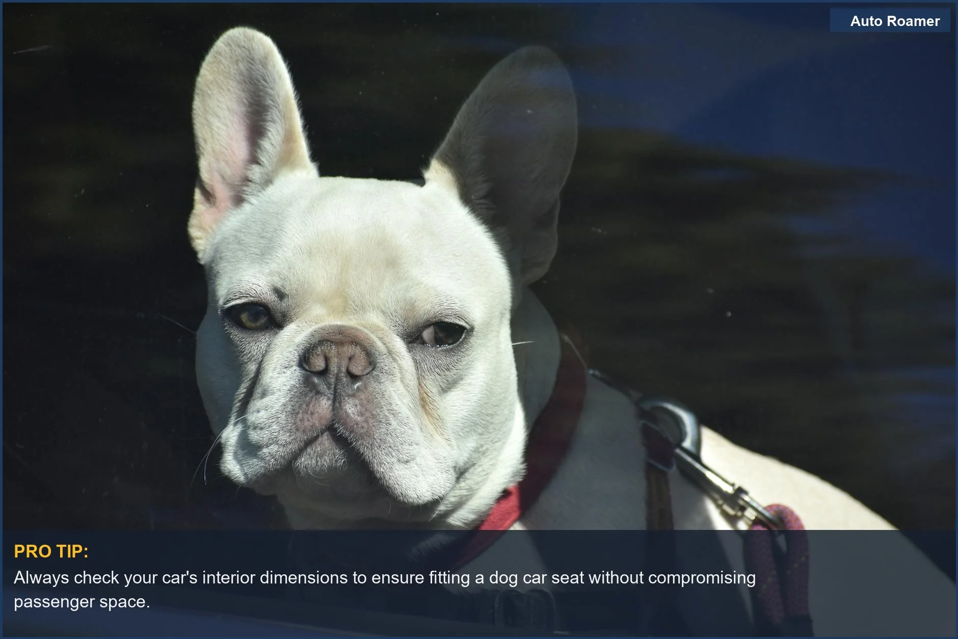 French bulldog gazing curiously out car window, emphasizing fitting a dog car seat to your vehicle.