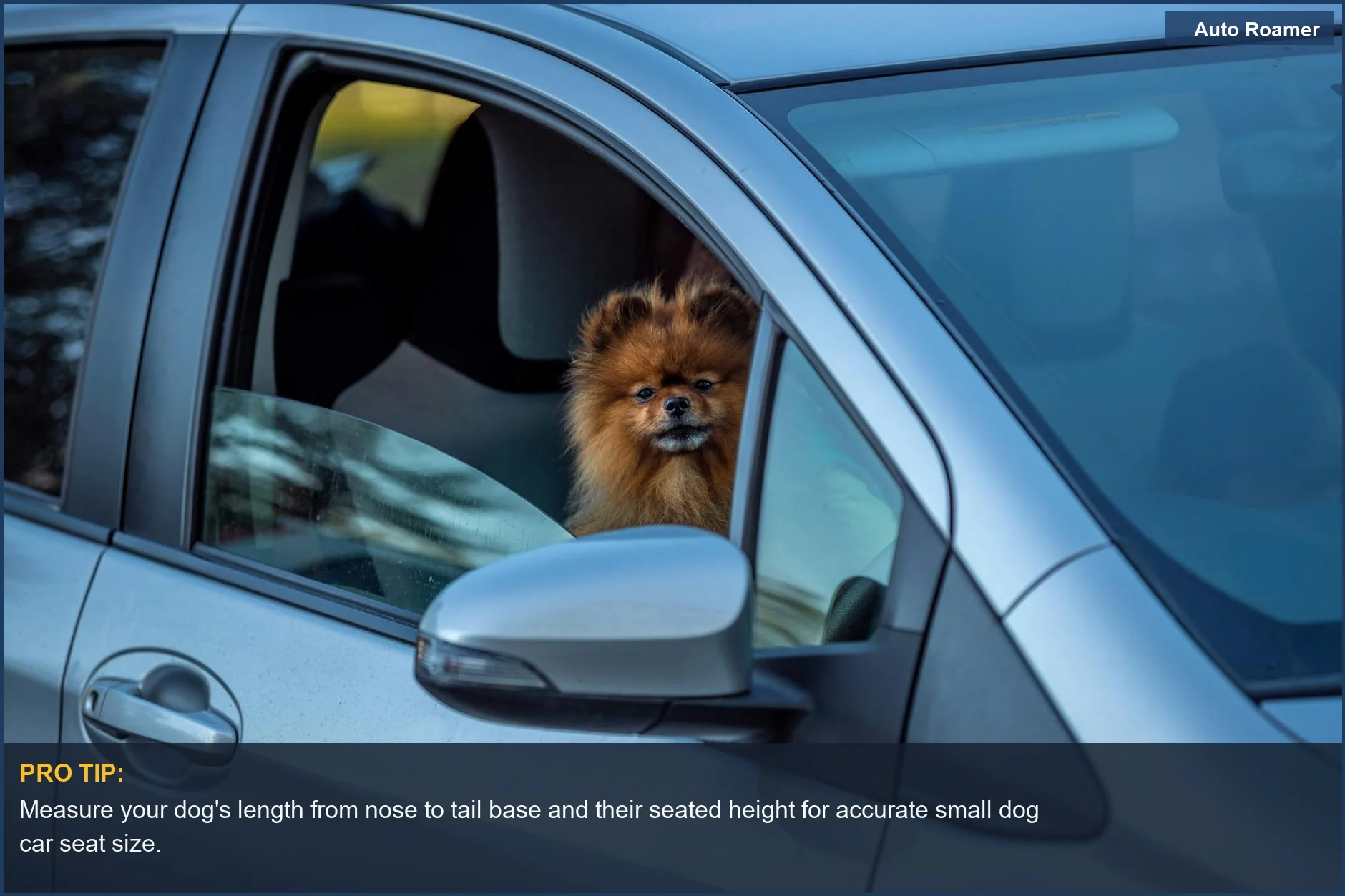 Adorable Pomeranian peeking out car window, illustrating the need for correct small dog car seat size.