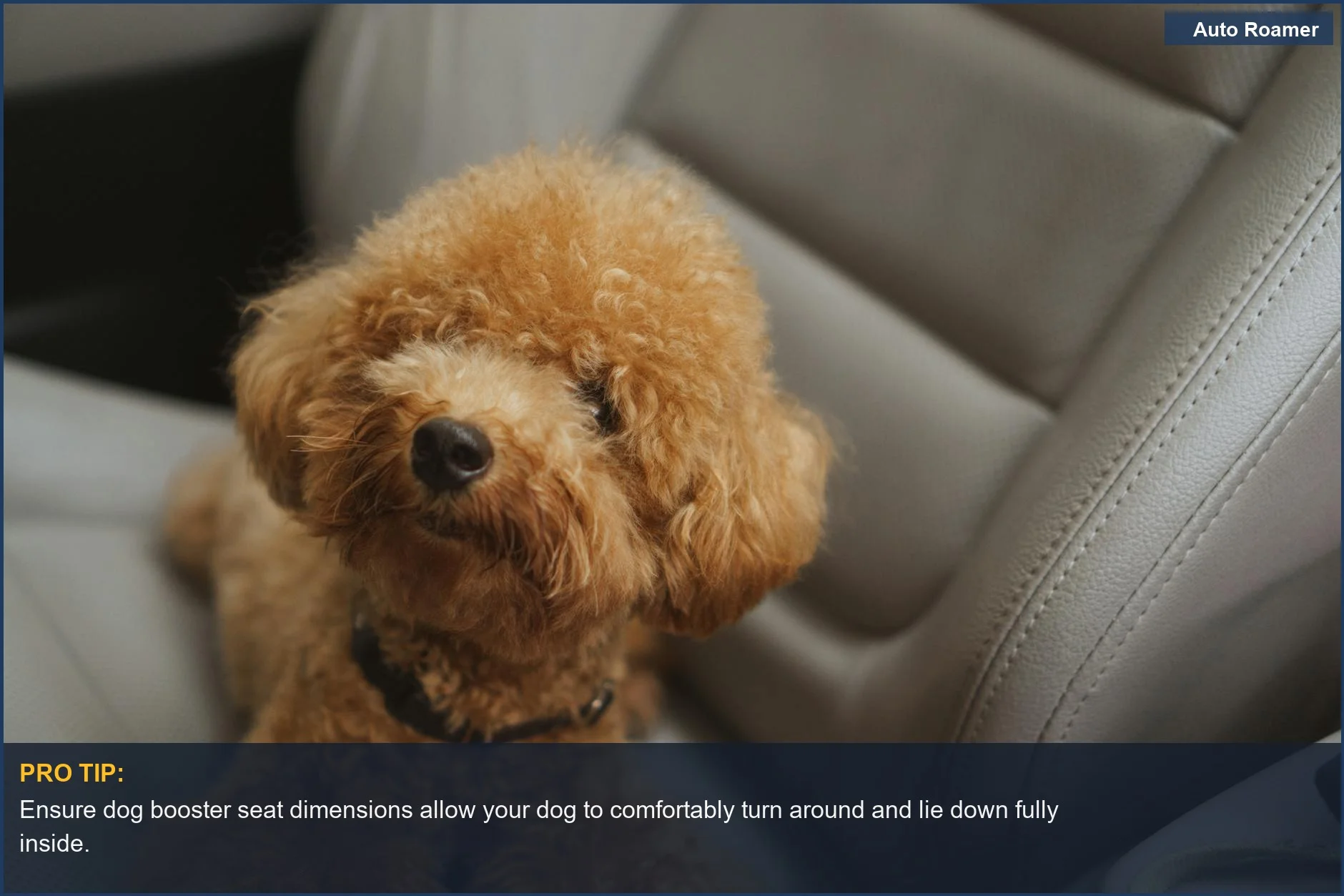 Cute brown poodle puppy sitting comfortably in a dog booster seat, highlighting dog booster seat dimensions.