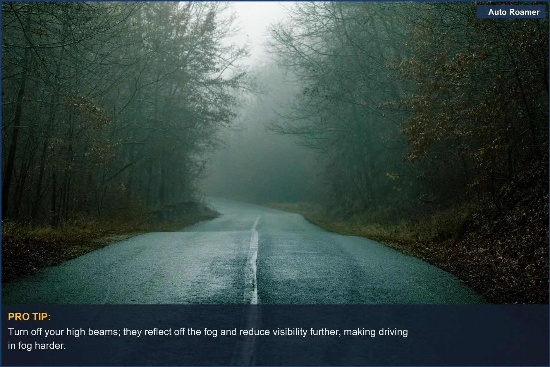 Mysterious foggy road winding through a dark, misty forest, perfect for driving in fog scenarios.